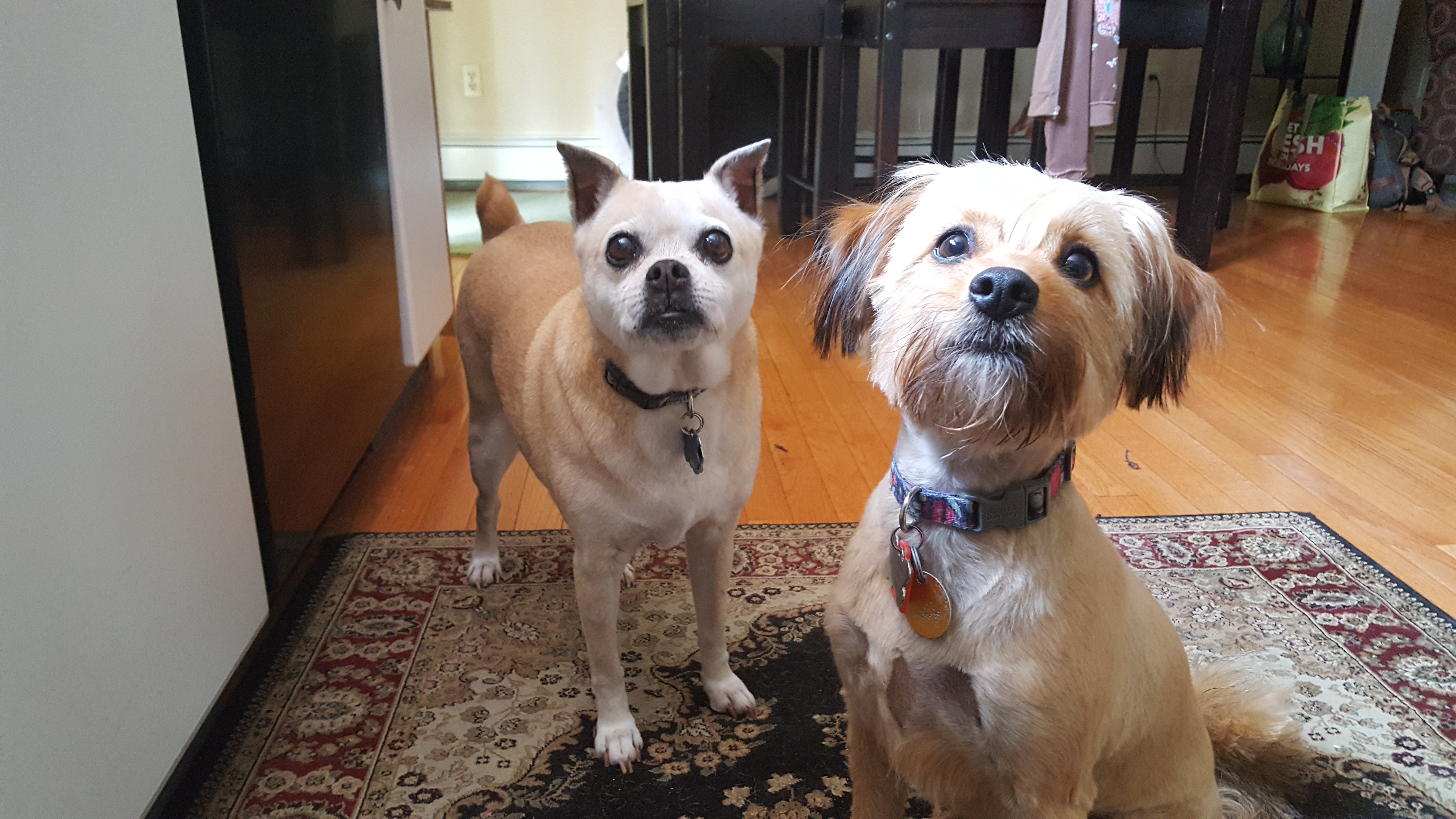 Kenzie, a Chihuaha-pug mix, and Madeleine, a Yorkie-Shih Tzu mix, looking at the camera