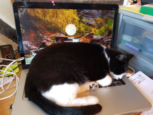 Poppy, a tuxedo cat, sleeping on a laptop keyboard