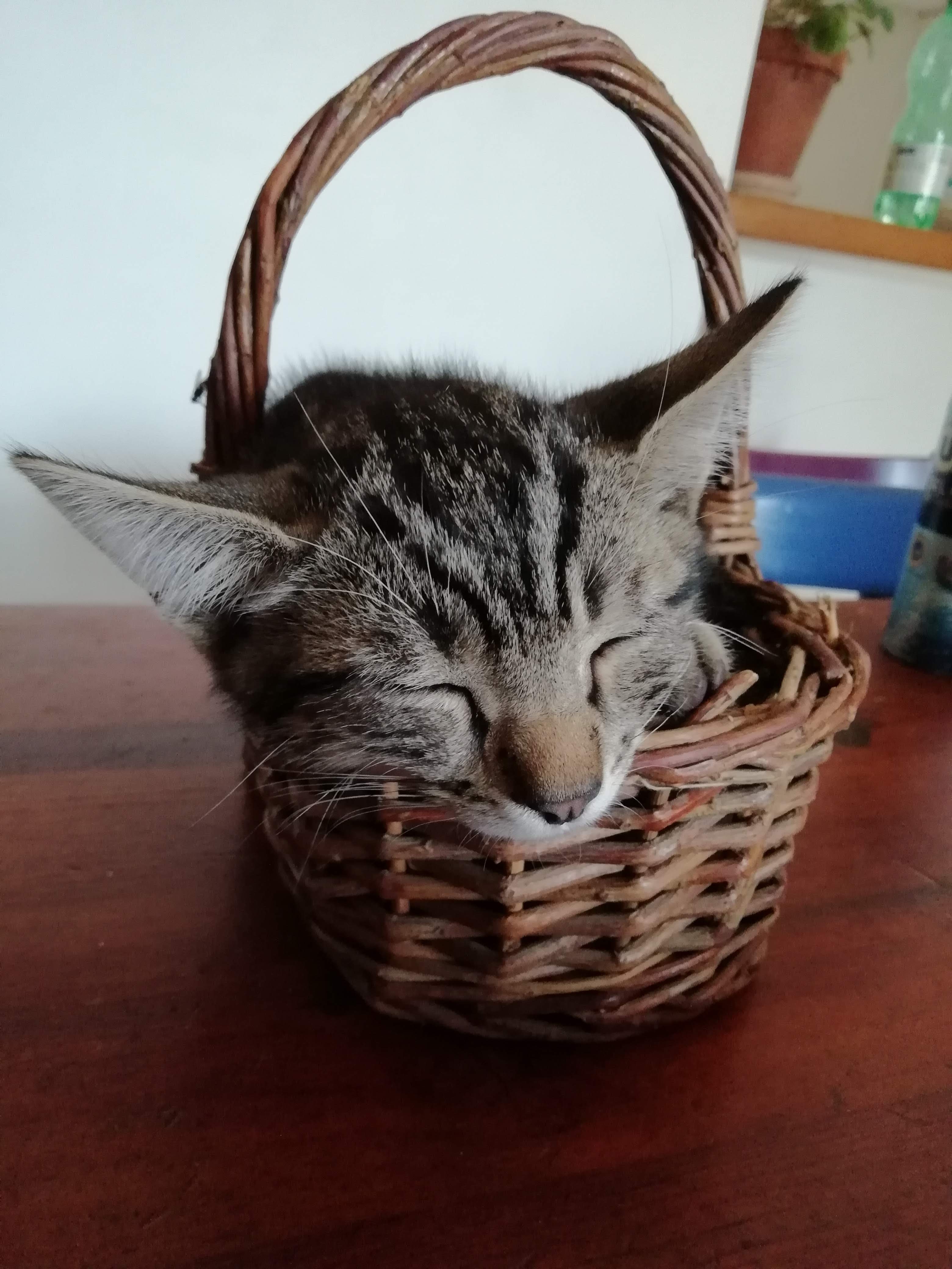 Weddenz, a tabby kitten, sleeping in a basket